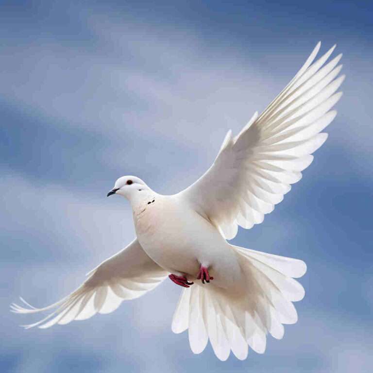 White Dove Symbolism: Peace and Purity