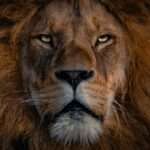 The Roaring Beauty: the Symbolism of Lion Tattoos