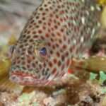 Coral: Exploring the Symbolism of this Fascinating Marine Creature