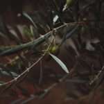 Olive Symbolism: Exploring the Meaning Behind the Ancient Tree