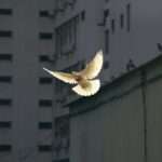 The Power of Dove Symbolism: How this Bird Represents Peace, Love, and Hope
