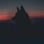 The Howling Truth: Exploring the Powerful Symbolism of Wolves in Literature and Culture