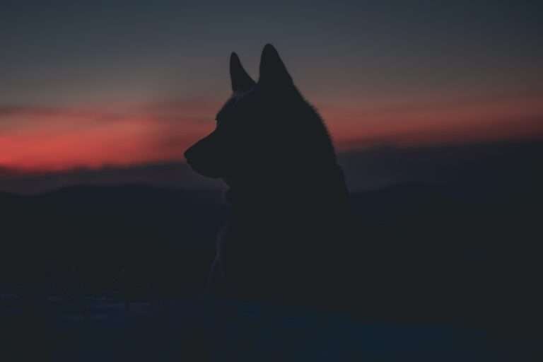 The Howling Truth: Exploring the Powerful Symbolism of Wolves in Literature and Culture