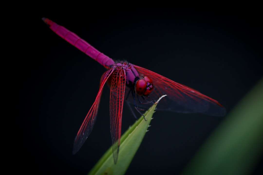 Unveiling the Mystical Dragonfly Symbolism: A Guide to its Significance in