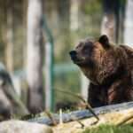 The Power of the Bear: Exploring the Symbolism and Spiritual Significance of this Majestic Creature