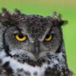 The Wisdom of Owls: Exploring the Symbolism and Significance of these Majestic Birds