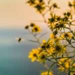 The Buzz about Bee Symbolism: Exploring the Spiritual Significance of these Busy Pollinators