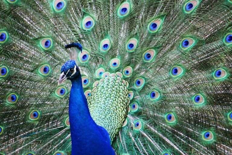 The Majestic Meanings Behind Peacock Symbolism: Understanding the Significance of this Regal Bird