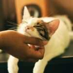 The Purrfect Guide to Understanding Cat Symbolism: What Your Feline Friend is Trying to Tell You