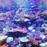 The Deeper Meanings Behind Fish Symbolism: Exploring the Spiritual Significance of Aquatic Creatures