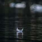 The Hidden Meanings Behind Hawk Feathers: Exploring Symbolism and Spiritual Significance