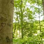 The Power of Symbolism: Unveiling the Meaning Behind the Maiden