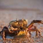 The Mystical Significance of Crab Symbolism: Exploring the Hidden Meanings Behind this Fascinating Creature