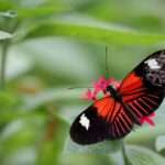 The Magnificent Metamorphosis: Exploring the Symbolism of Butterflies