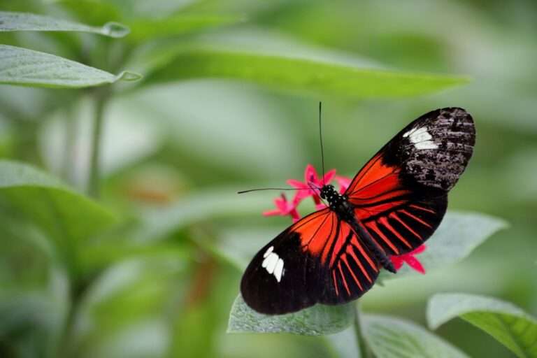 The Magnificent Metamorphosis: Exploring the Symbolism of Butterflies