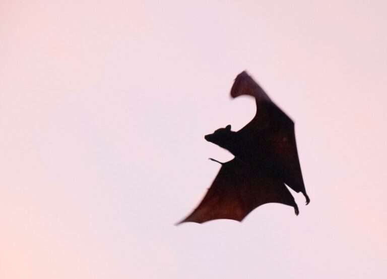 Unveiling the Mystical Meanings Behind the Bat Symbolism