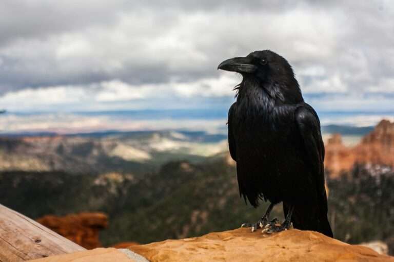 The Raven’s Mystical Symbolism: Unraveling the Secrets of this Enigmatic Bird