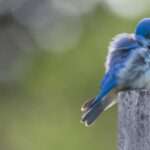 The Deeper Meaning Behind Bluebird Symbolism: Unlocking Messages of Joy and Renewal