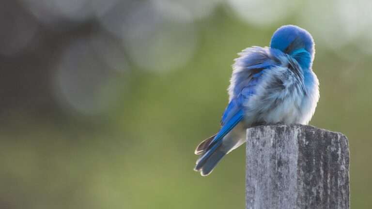 The Deeper Meaning Behind Bluebird Symbolism: Unlocking Messages of Joy and Renewal