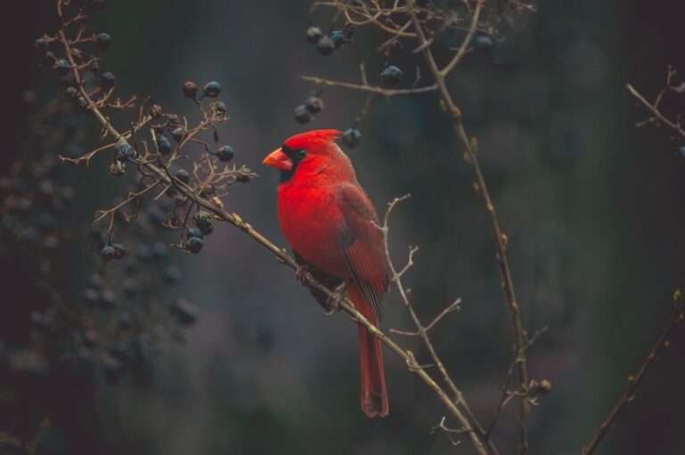 The Majestic Cardinal: Exploring the Symbolism and Spiritual Significance Behind this Iconic Bird