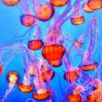 The Mystical Symbolism of Jellyfish: Exploring the Meaning Behind These Enigmatic Creatures