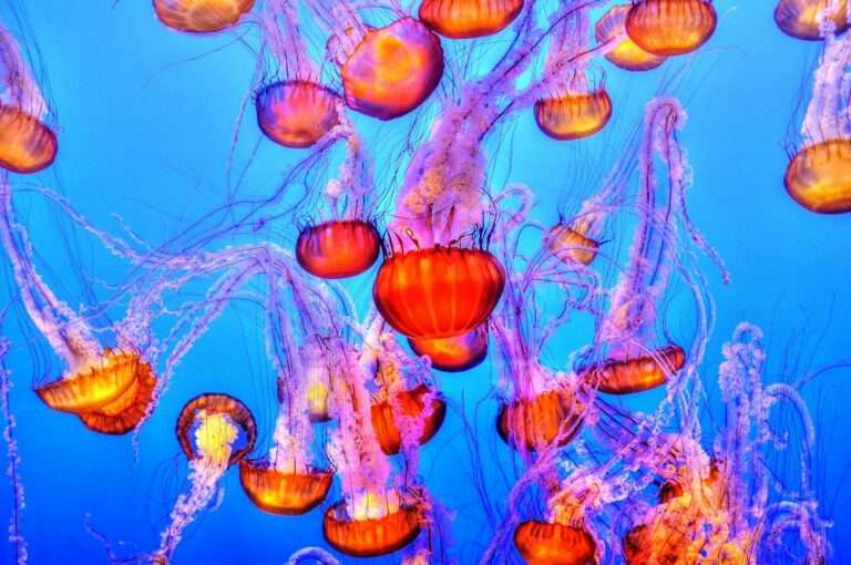 The Mystical Symbolism of Jellyfish: Exploring the Meaning Behind These Enigmatic Creatures