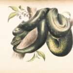 Decoding the Meaning of a Snake in Your Dreams: What Does it Symbolize?