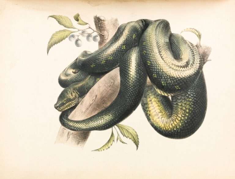 Decoding the Meaning of a Snake in Your Dreams: What Does it Symbolize?