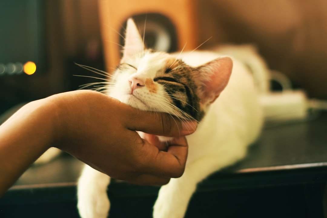 Photo What does a cat in a dream symbolize