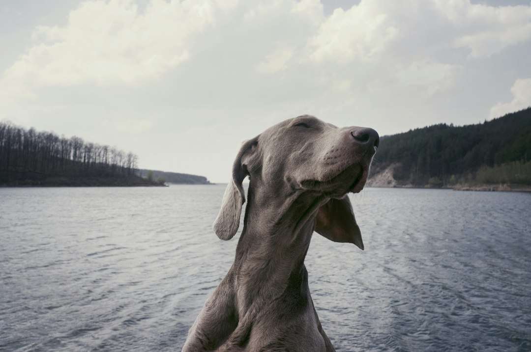 Photo What does a dog in a dream symbolize