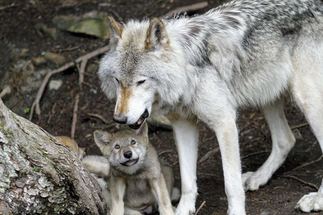 Photo wolf in a dream symbolism