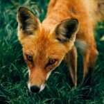 The Cunning and Mysterious Symbolism of Fox in Dreams