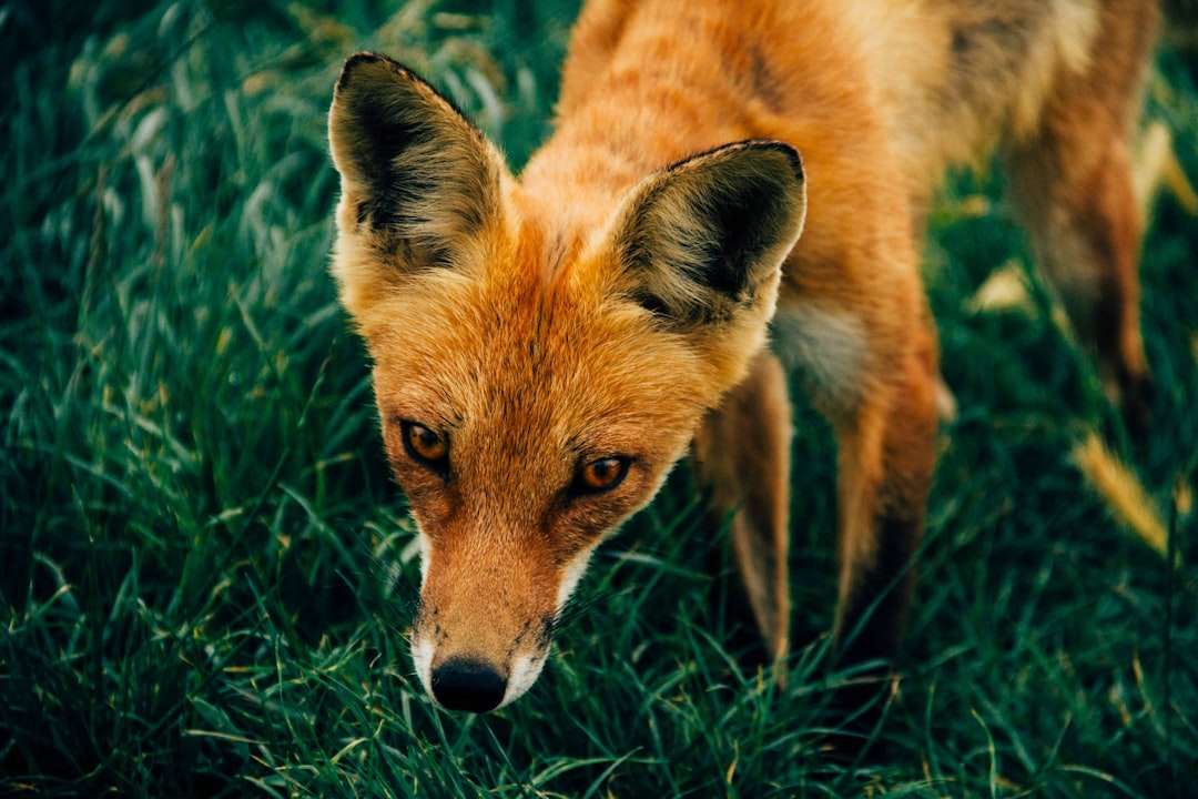 Photo fox in a dream symbolism