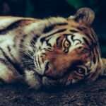 The Roaring Significance of Tigers in Dream Symbolism: What Does it Mean?