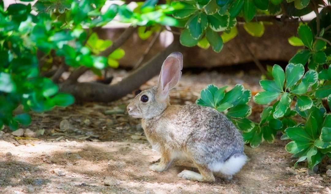 Photo rabbit in a dream symbolism