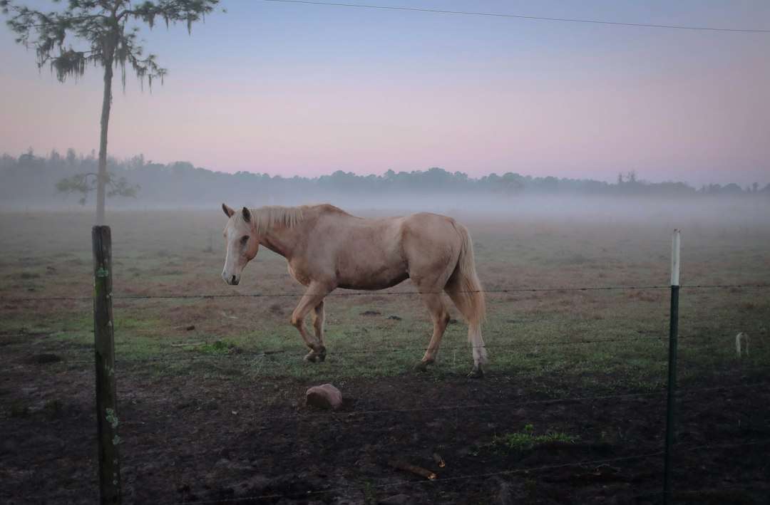 Photo horse in a dream symbolism