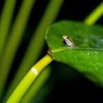 The Hidden Meanings of Dreaming of Frogs: Decoding the Symbolism Behind Your Amphibian Encounters