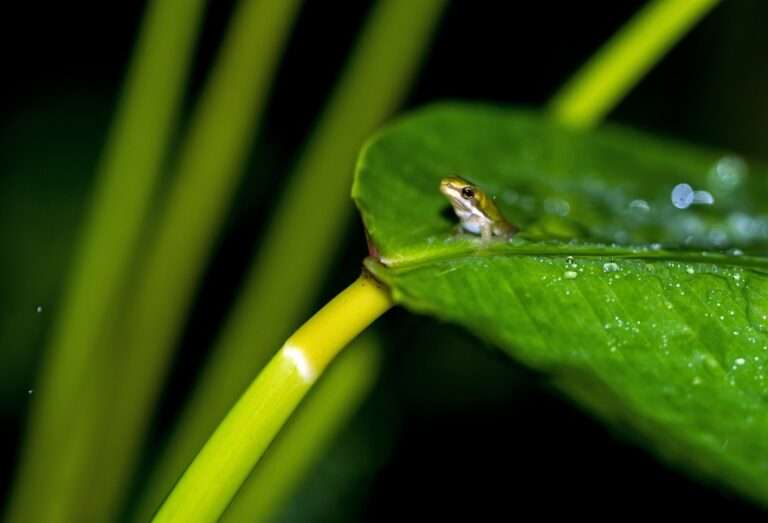 The Hidden Meanings of Dreaming of Frogs: Decoding the Symbolism Behind Your Amphibian Encounters