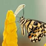 The Metamorphosis of Dreams: Understanding the Symbolism of Butterflies