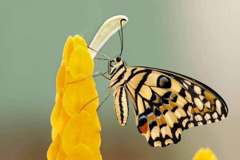 The Metamorphosis of Dreams: Understanding the Symbolism of Butterflies