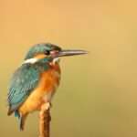 The Symbolic Significance of Birds in Dreams: What Do Feathered Friends Represent?