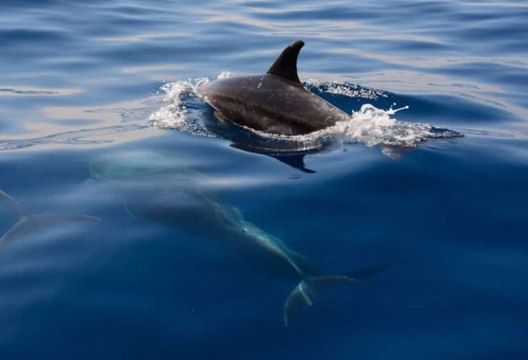 Diving into the Depths of Dream Symbolism: Decoding the Meaning of Dolphins