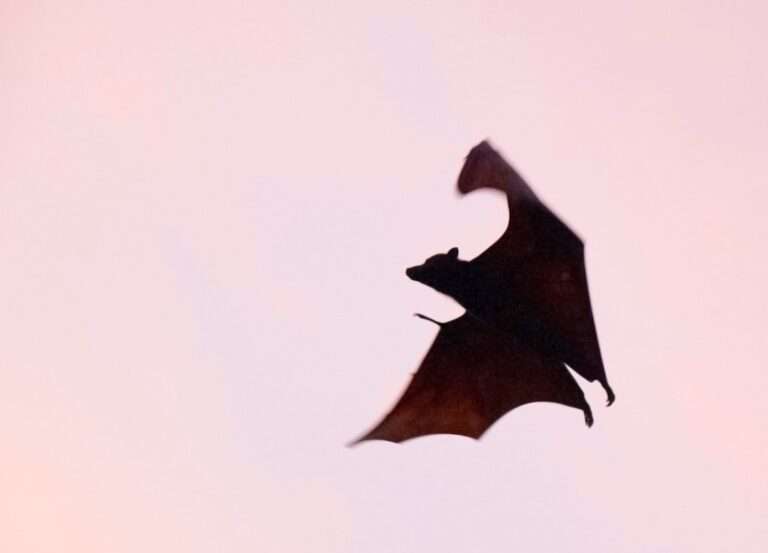 The Mystical Symbolism of Bats in Dreams: What Does It Mean?
