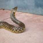 The Slithering Truth: Decoding the Symbolism of Snakes in Dreams