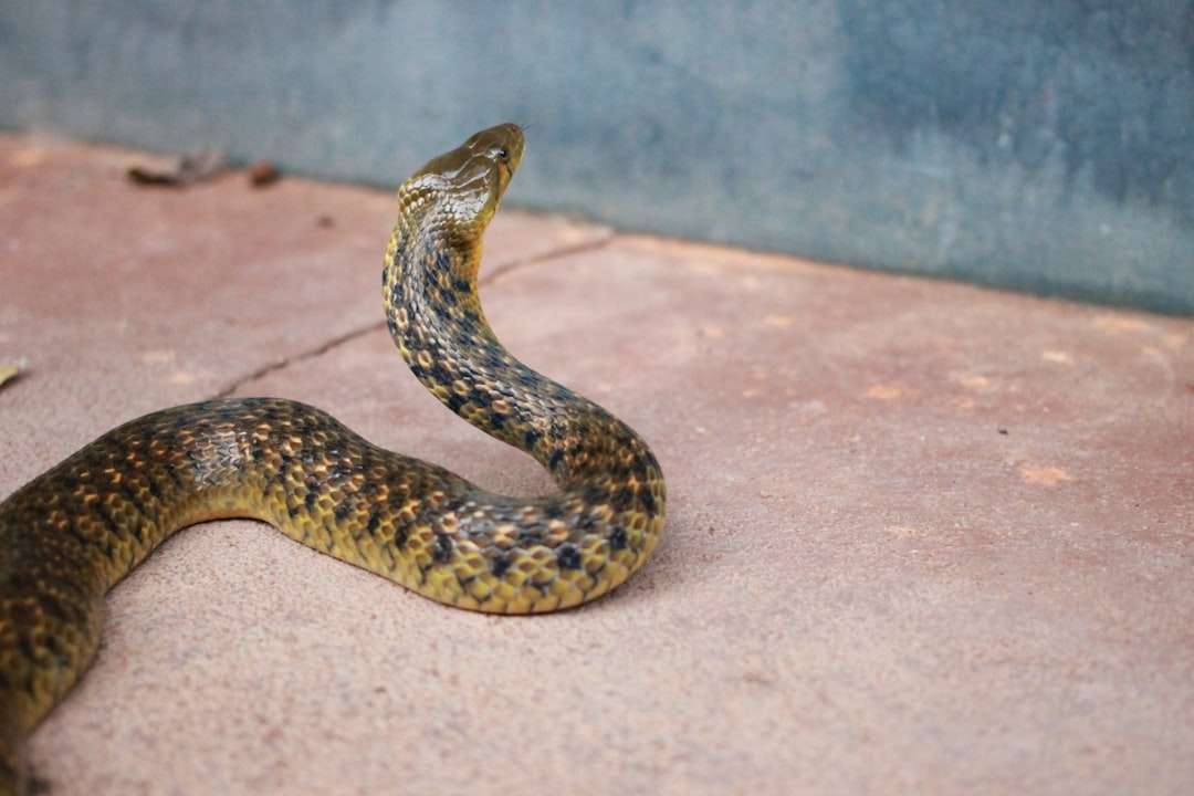 Photo snake in a dream symbolism