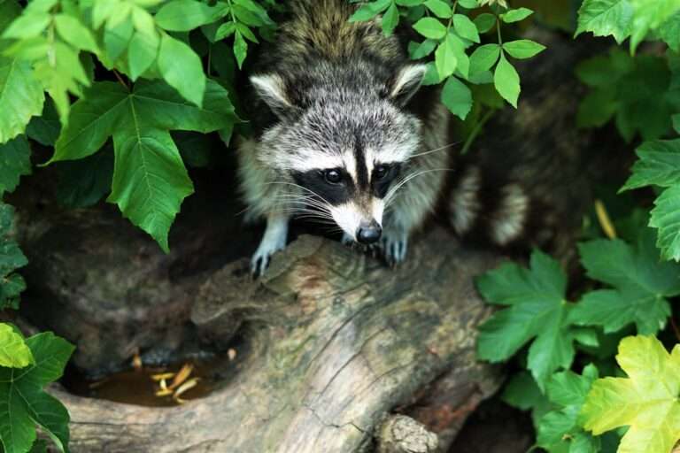 The Mischievous Raccoon: Understanding its Symbolism in Dreams