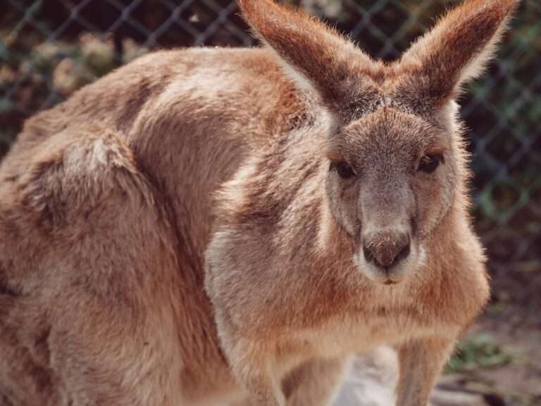 The Jumping Kangaroo: Decoding its Symbolism in Dreams