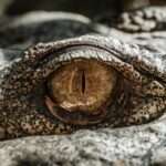 The Mystical Meaning of the Eye of Horus in Dreams: Decoding Symbolism and Significance