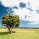 Exploring Color Symbolism in Environmentalism