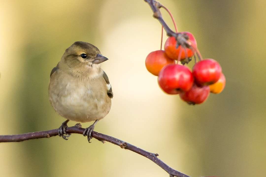 Photo Sankofa bird